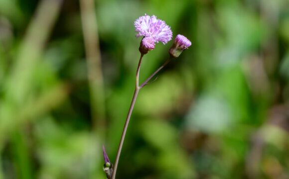 A beautiful purple flower called Little Ironweed (Vernonia cinerea) aka Monarakudumbiya in Sinhala,