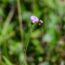 A beautiful purple flower called Little Ironweed (Vernonia cinerea) aka Monarakudumbiya in Sinhala,